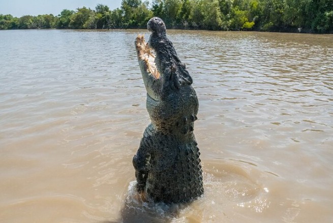 Jumping Crocodile Tour from Darwin | Unique Wildlife Show